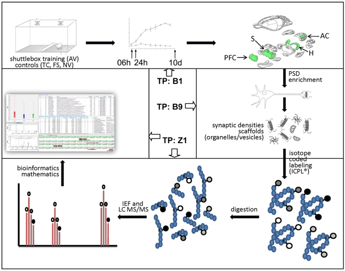 Arbeitsablauf für die Analyse von Veränderungen im Synapsenproteom nach Lernen.