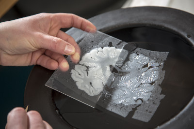 A section of a brain being analyzed by a scientist